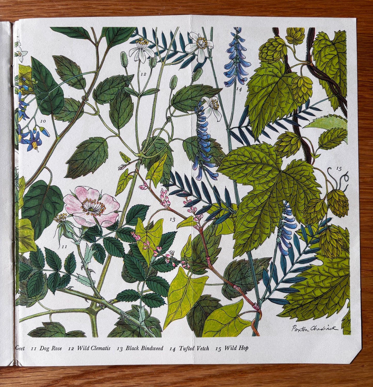 PANTOSCOPE BOOK Climbing Plants PAXTON CHADWICK 1st Ed 1961 Flowers Cassell