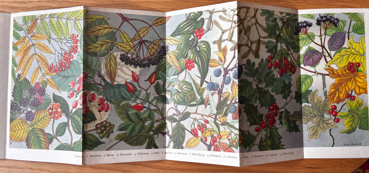 PANTOSCOPE BOOK Berries PAXTON CHADWICK 1st Ed 1960 Flower Fruit Cassell