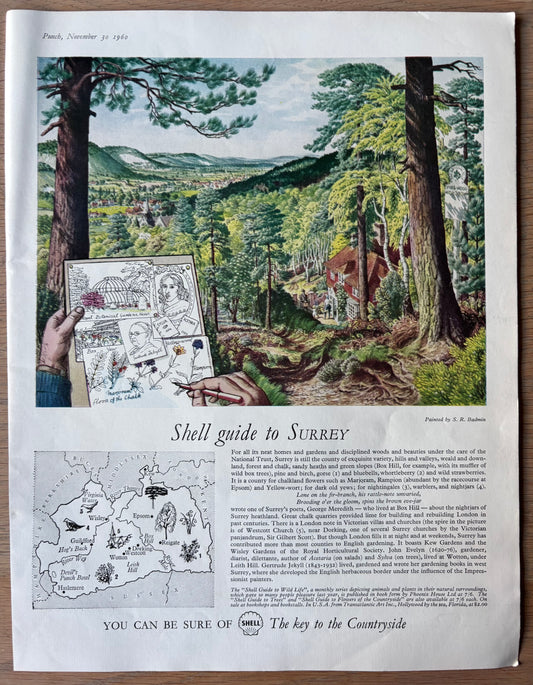 S R Badmin SHELL GUIDE TO SURREY ADVERT Original Ad 1960 TREES