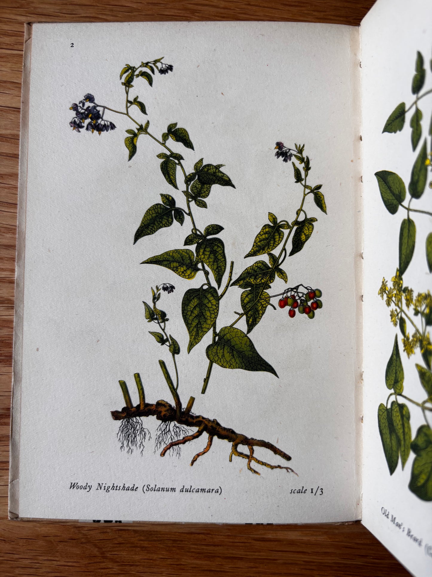 Rosemary & Clifford Ellis FLOWERS OF THE WOOD King Penguin 1946 PLATES