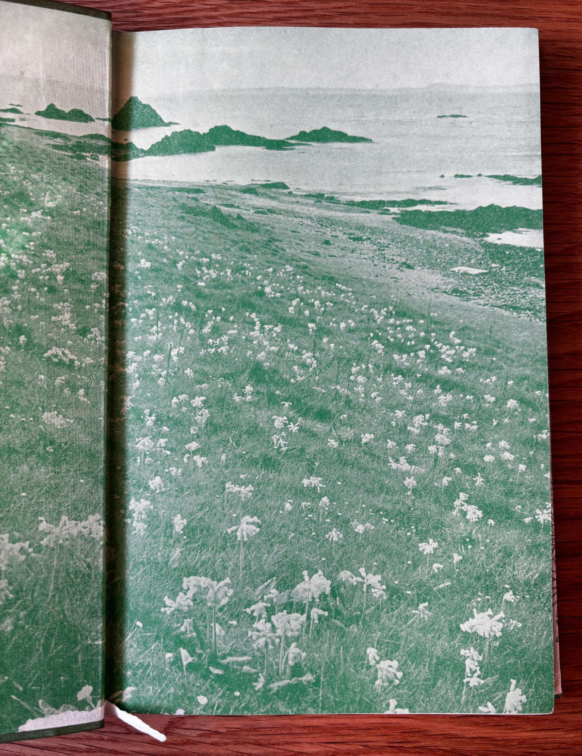 John Nash WILD FLOWERS IN BRITAIN 1943 HB DJ Robert Gathorne-Hardy ILLUSTRATED
