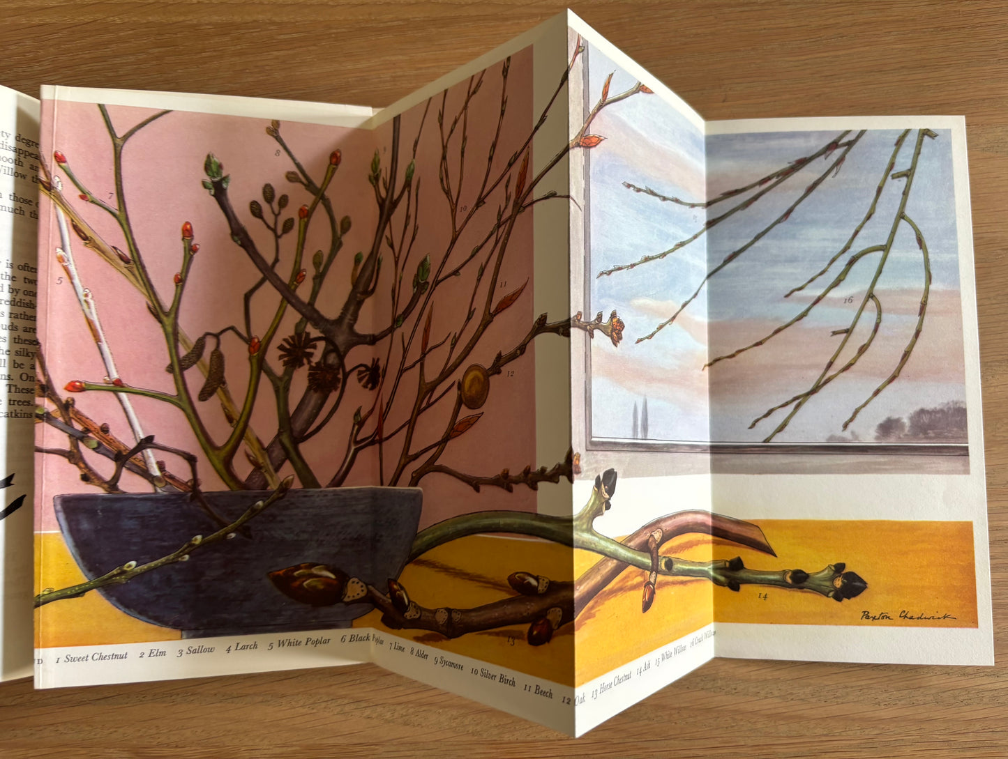 NATURESCOPE BOOK Trees Birds Butterflies PAXTON CHADWICK 1st Ed 1960 Cassell