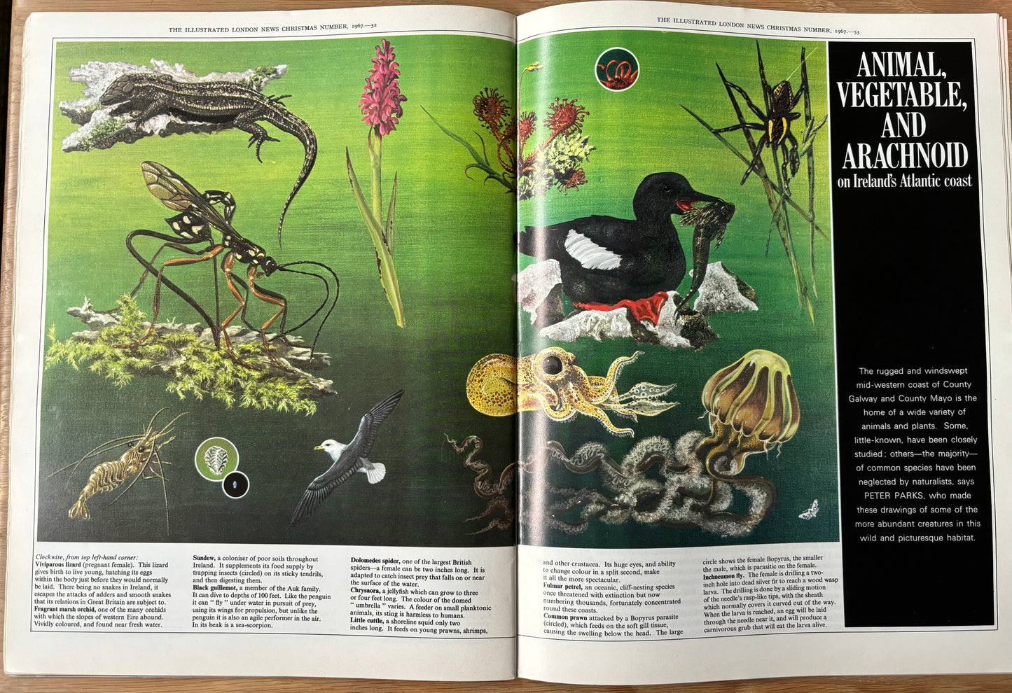 Christmas Number ILLUSTRATED LONDON NEWS MAGAZINE 1967 Ionicus Map Of London - transpontinebooks