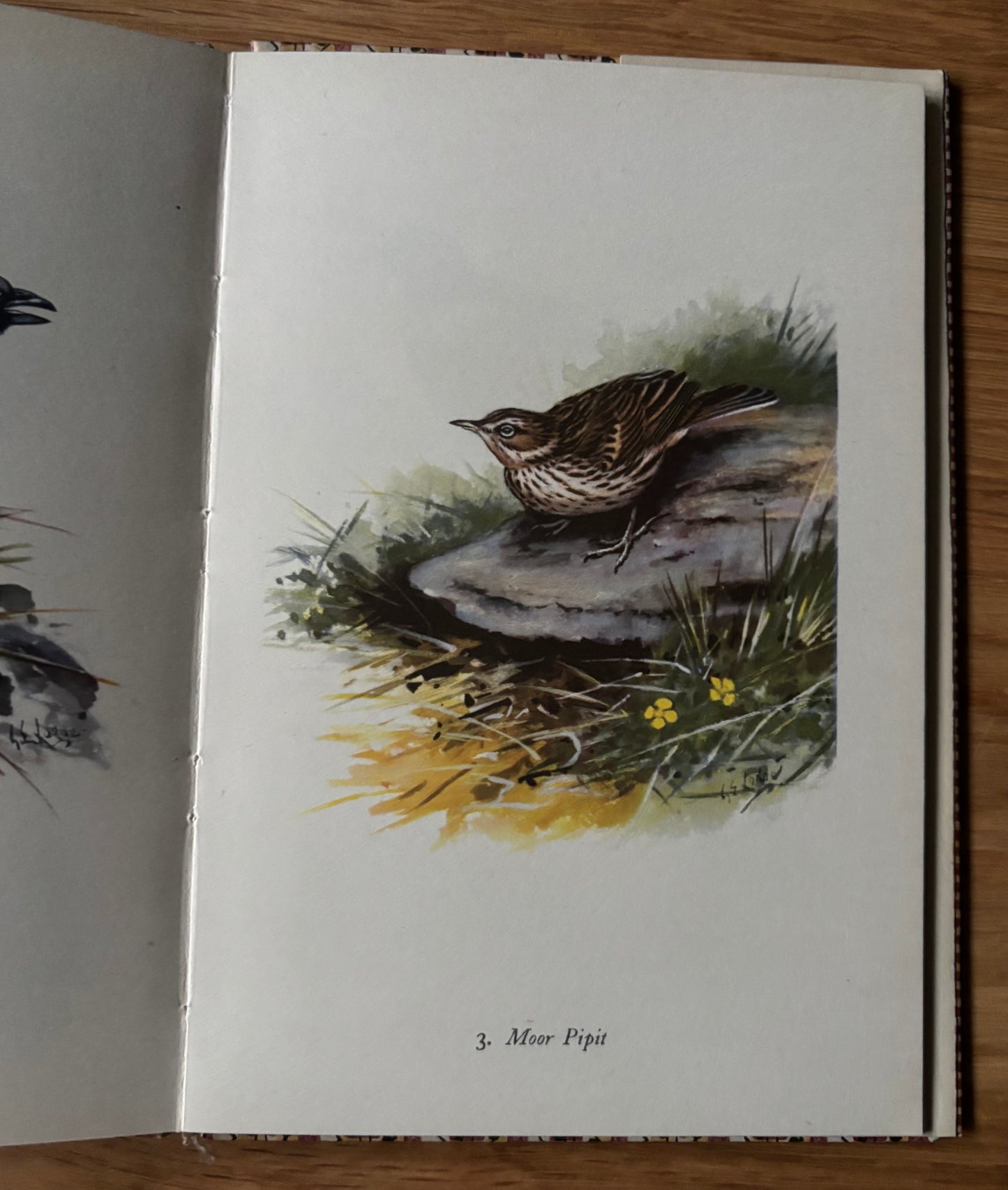 MOUNTAIN BIRDS King Penguin Book DJ 1952 G E Lodge Plates