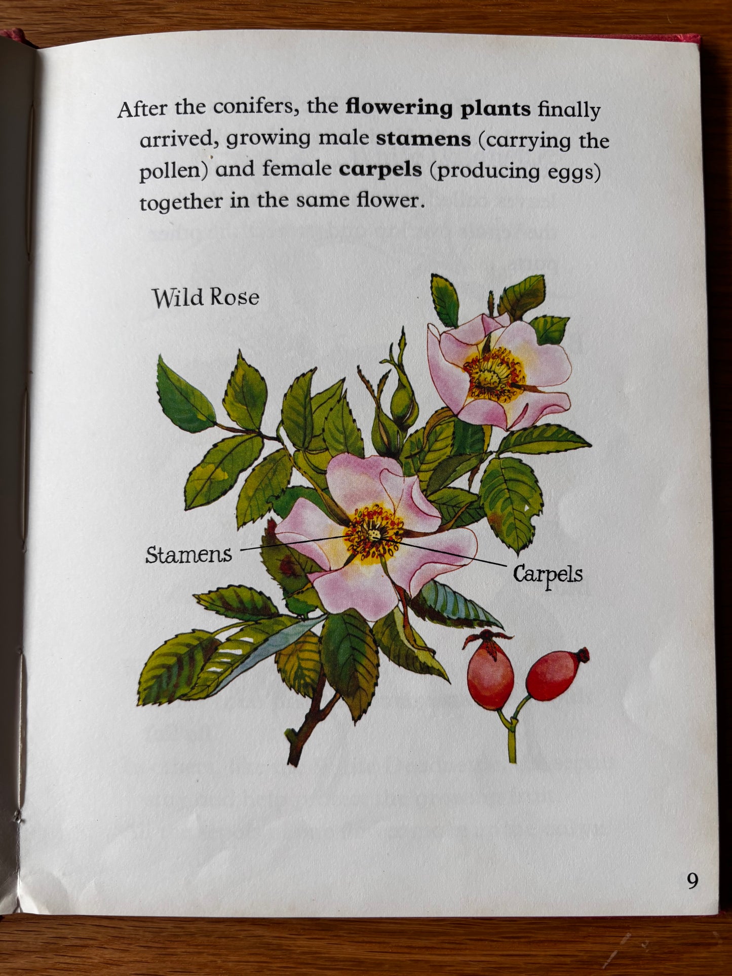 Lida Brychta A FIRST LOOK AT FLOWERS 1st Ed DJ 1973 Franklin Watts ILLUSTRATED