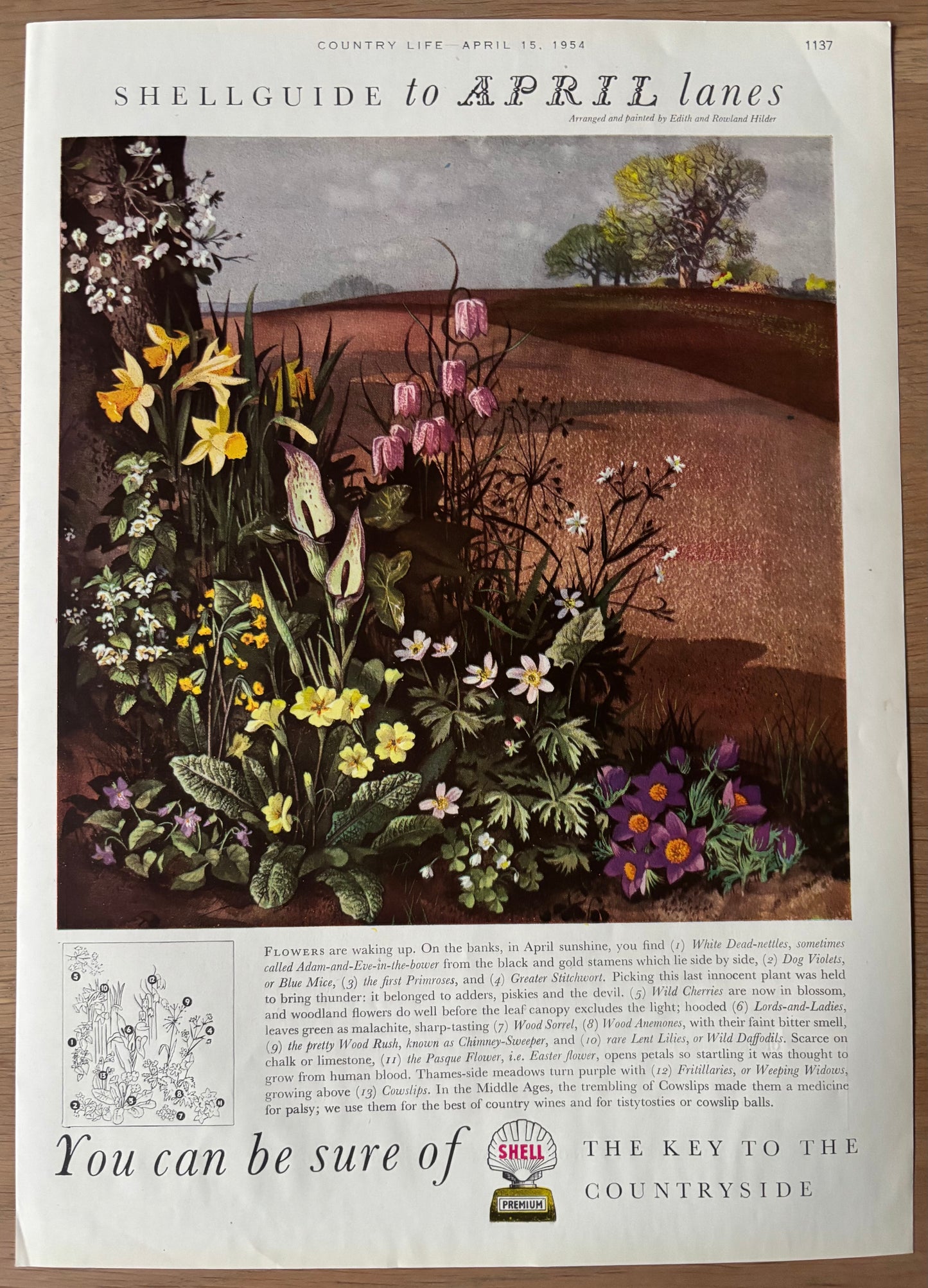1950's Rowland Hilder SHELL GUIDE TO APRIL LANES ADVERT Original Ad 1954
