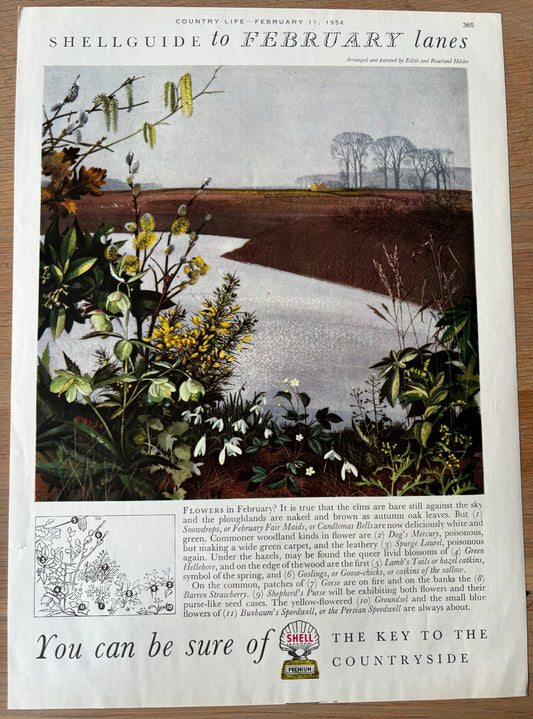 1950's Rowland Hilder SHELL GUIDE TO FEBRUARY LANES ADVERT Original Ad 1954 - transpontinebooks