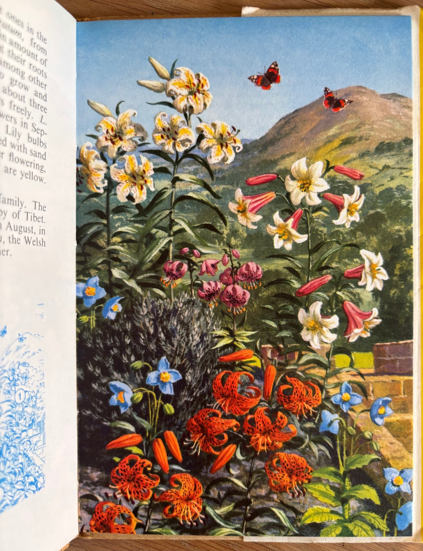 LADYBIRD BOOK OF GARDEN FLOWERS DJ Illustrated John Leigh-Pemberton 1960
