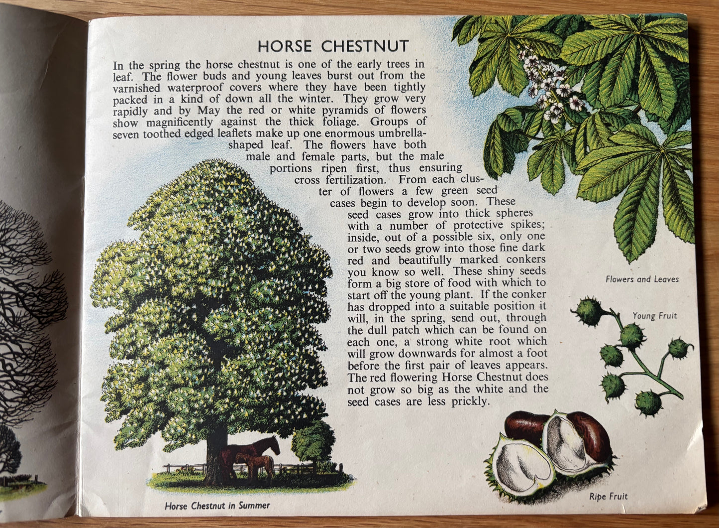 S R Badmin TREES IN BRITAIN  Puffin Picture Book No 31 1st  Ed  ILLUSTRATED