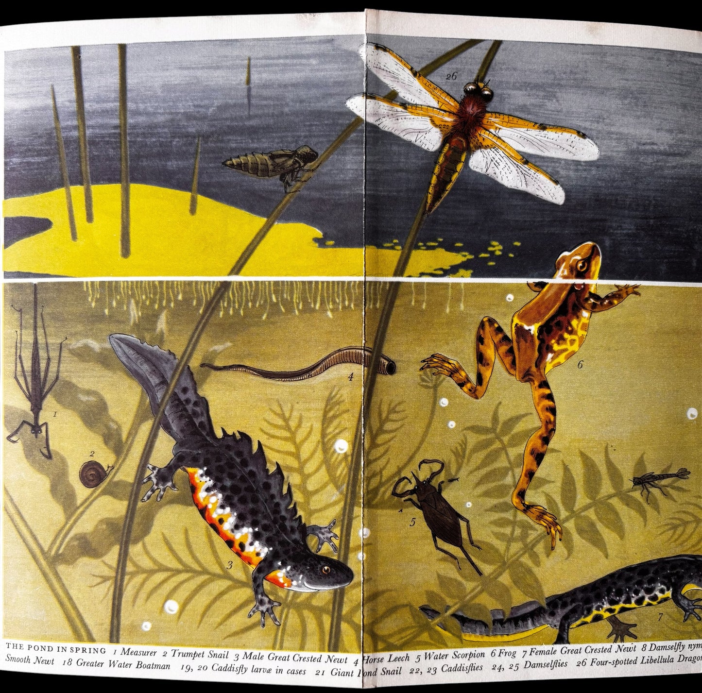 PANTOSCOPE BOOK The Pond In Spring PAXTON CHADWICK 1st Ed 1960 Cassell