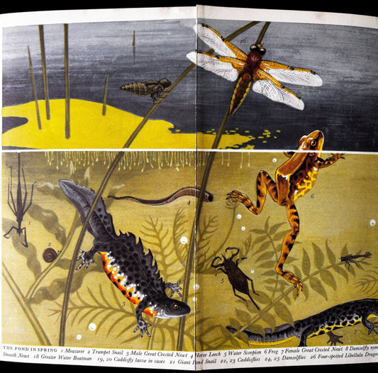 PANTOSCOPE BOOK The Pond In Spring PAXTON CHADWICK 1st Ed 1960 Cassell
