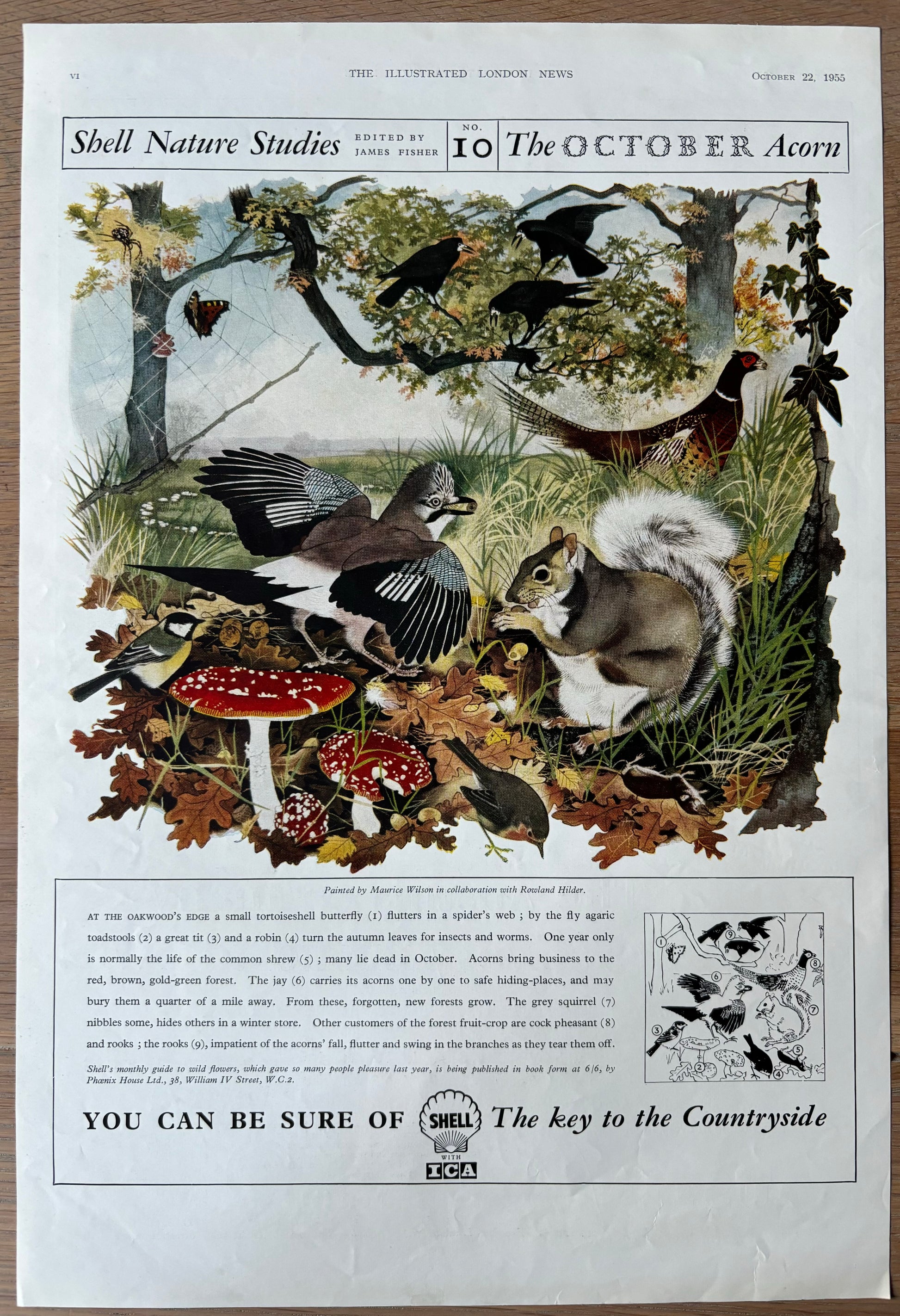 1950’s Maurice WIlson LARGE SHELL NATURE STUDIES October 1955 ADVERT Rowland Hilder - transpontinebooks