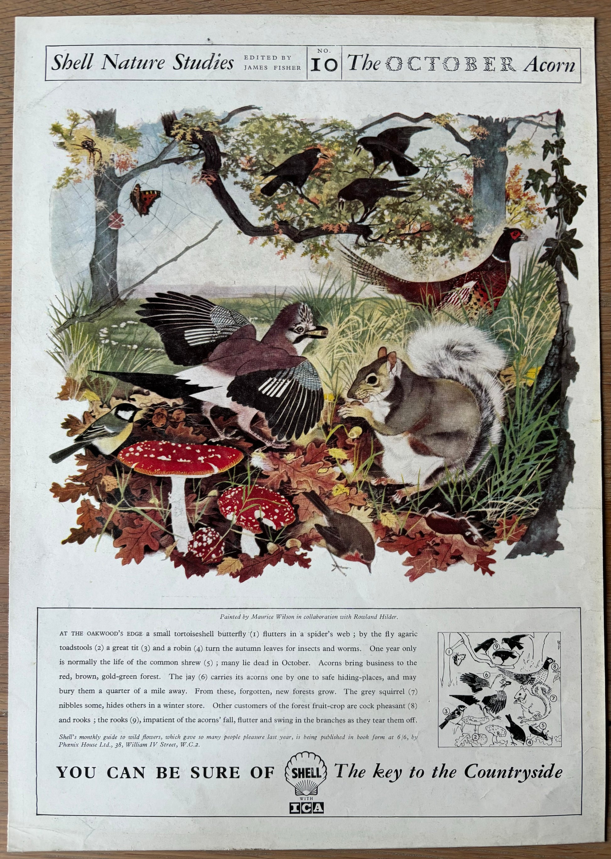 1950’s Maurice WIlson SHELL NATURE STUDIES October 1955 ADVERT Rowland Hilder - transpontinebooks