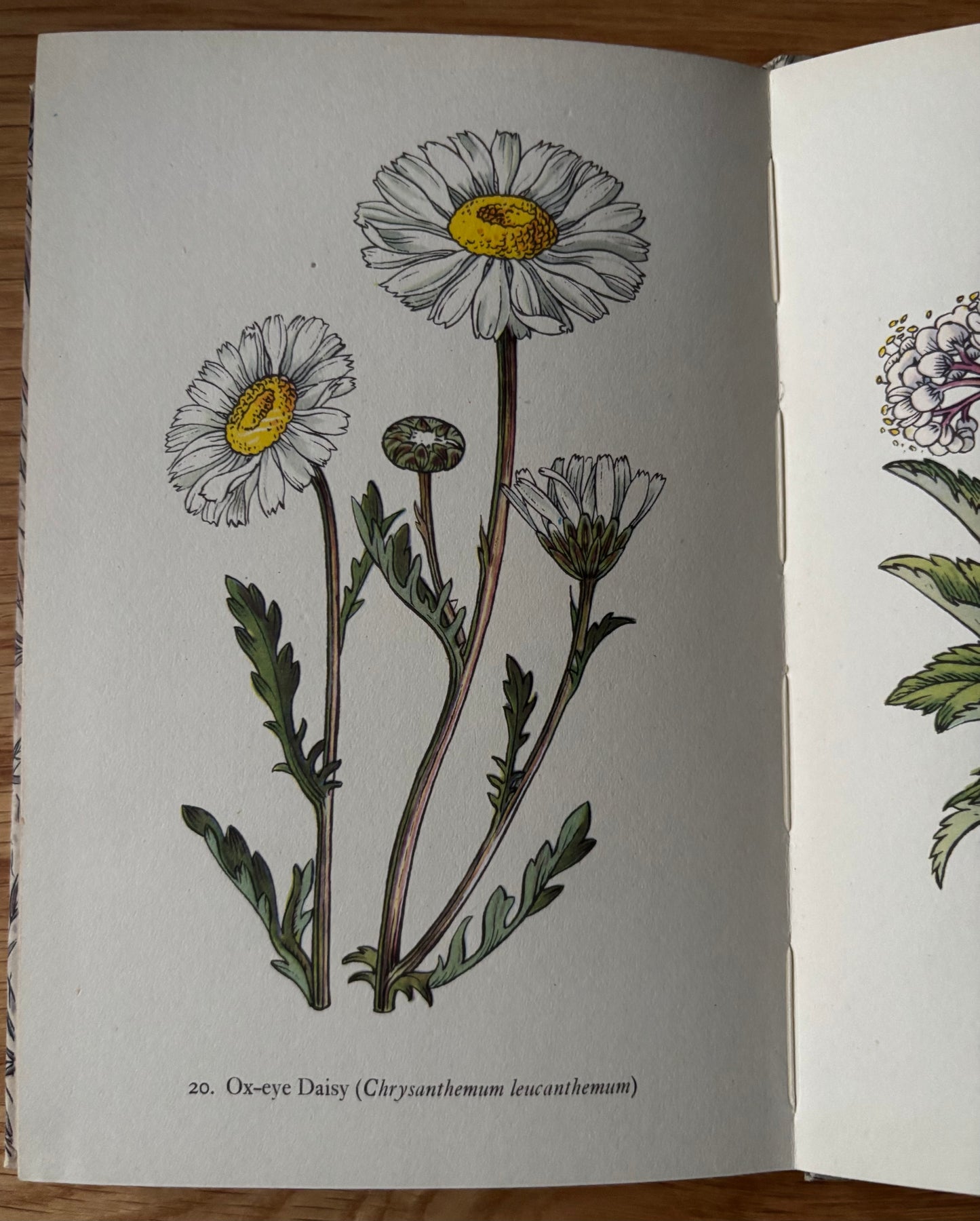 Robin Tanner FLOWERS OF THE MEADOW King Penguin Book DJ 1950 Geoffrey Grigson