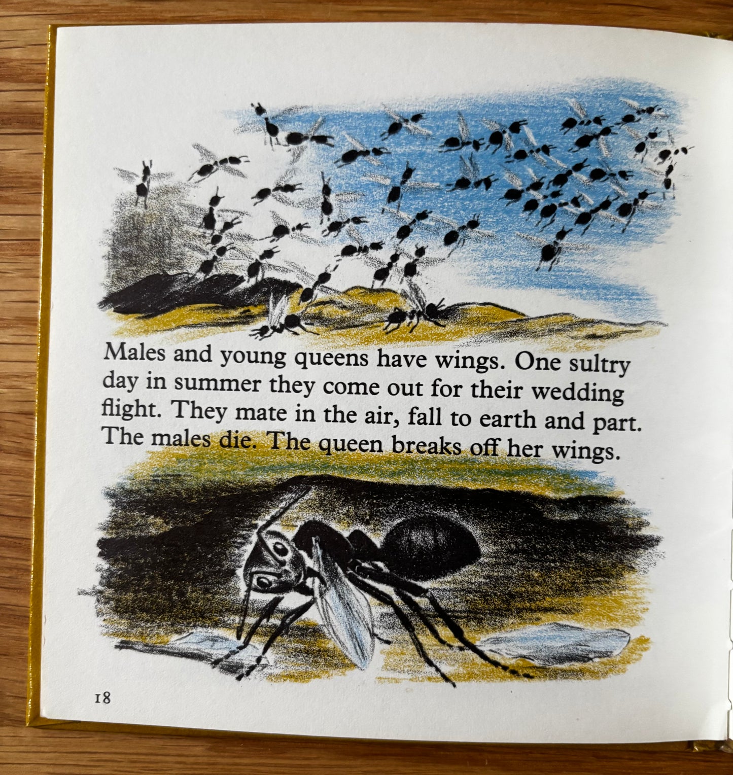 Phyllis Ladyman HONEYBEE AND GARDEN ANT Stand & Stare Book 27 BEES 1971 Illus