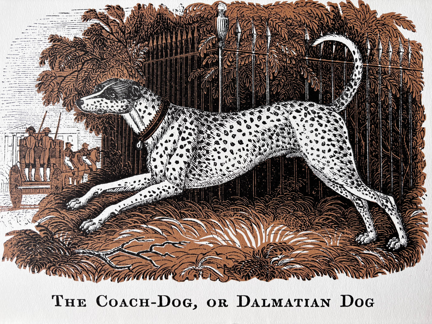 David Gentleman Print HOUSE AND GARDEN Magazine January 1967 Dalmatian Dog