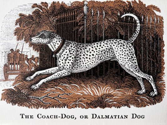 David Gentleman Print HOUSE AND GARDEN Magazine January 1967 Dalmatian Dog
