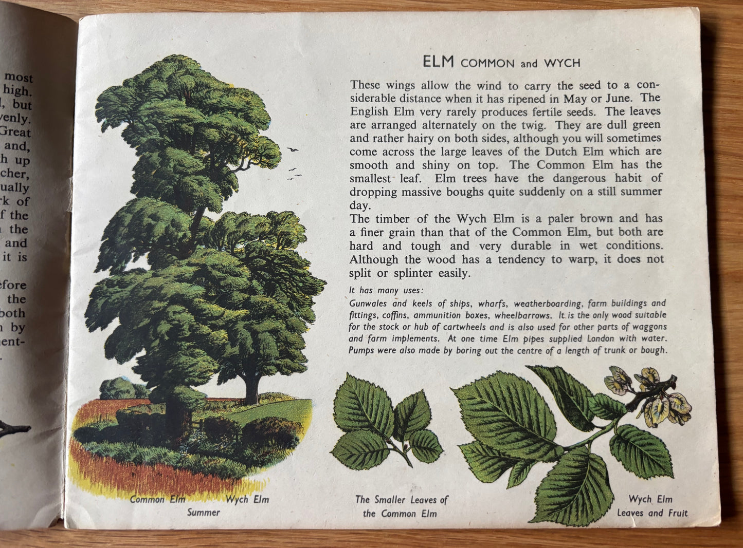 S R Badmin TREES IN BRITAIN  Puffin Picture Book No 31 1st  Ed  ILLUSTRATED
