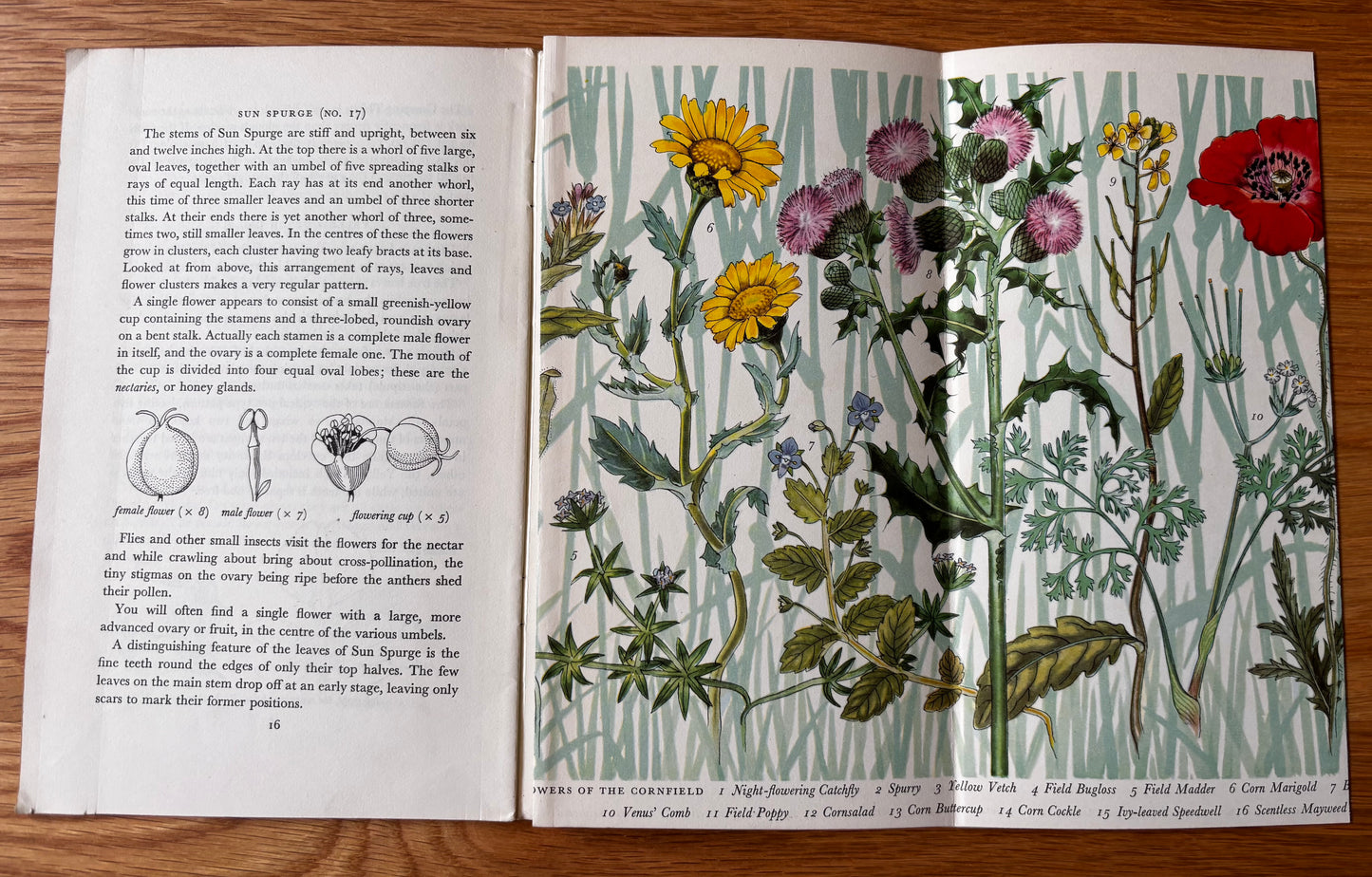PANTOSCOPE BOOK Flowers Of The Cornfields PAXTON CHADWICK 1st Ed 1960 Cassell