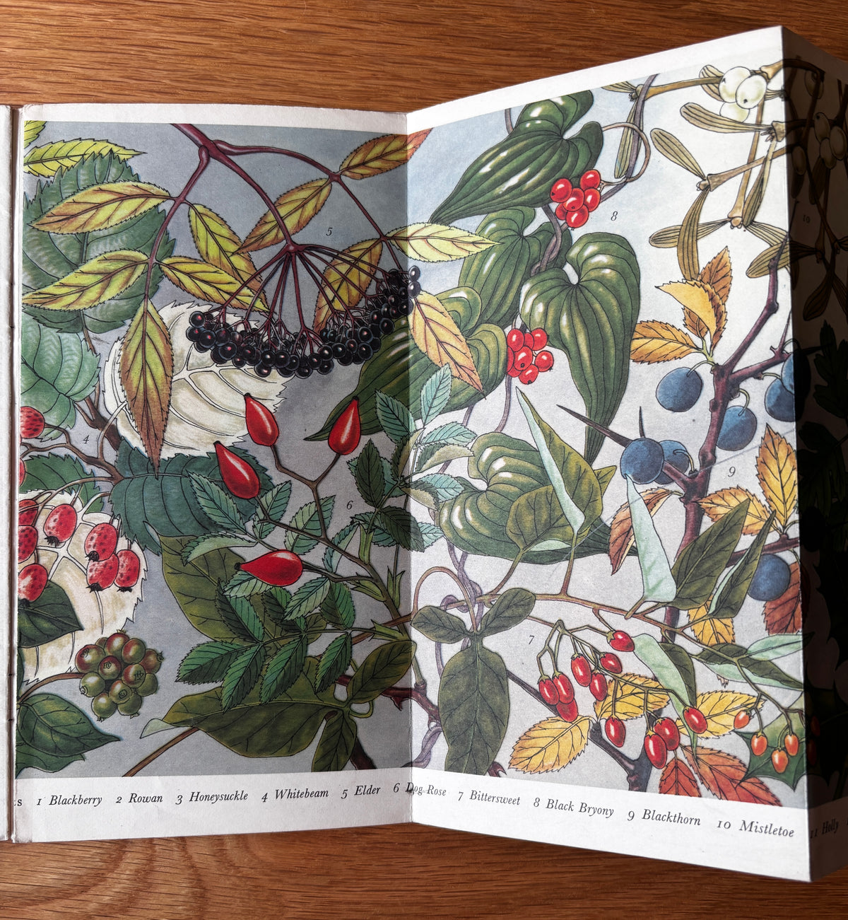 PANTOSCOPE BOOK Berries PAXTON CHADWICK 1st Ed 1960 Flower Fruit Cassell