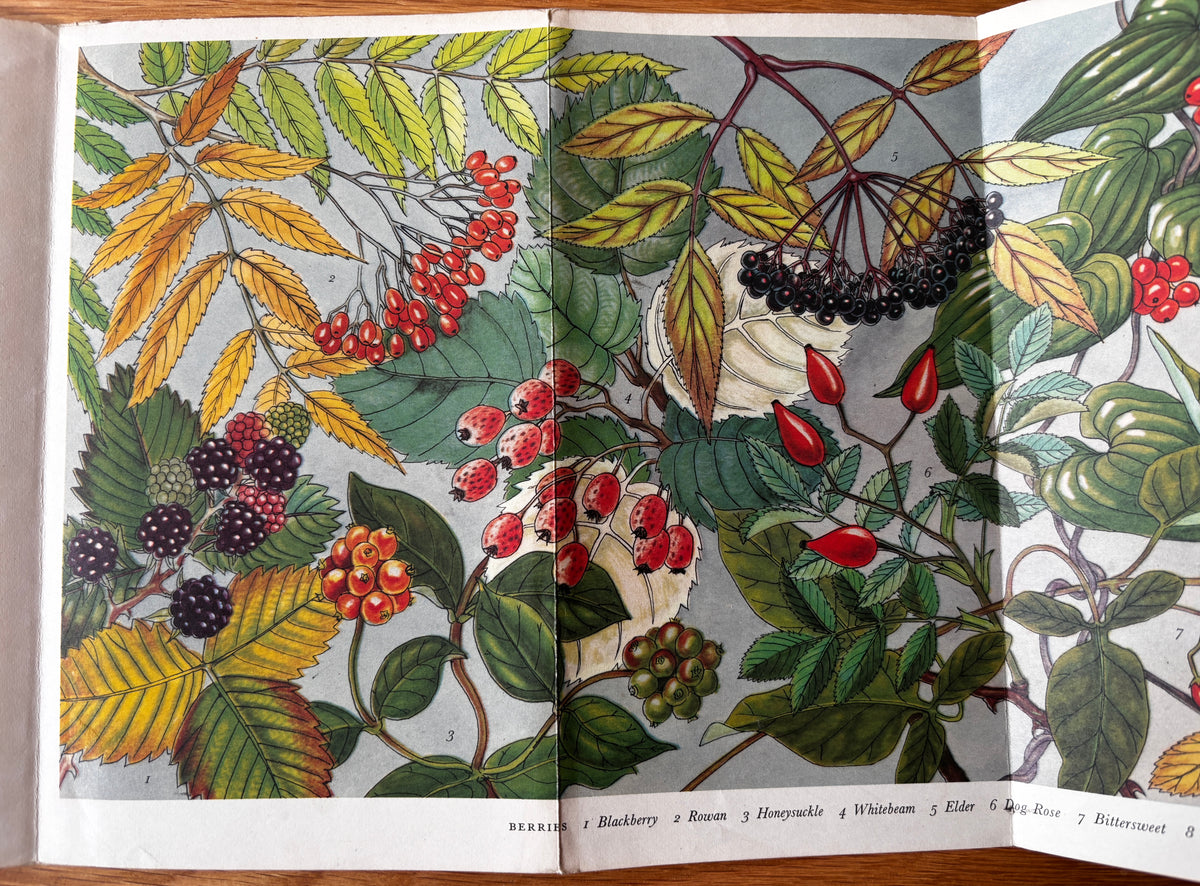 PANTOSCOPE BOOK Berries PAXTON CHADWICK 1st Ed 1960 Flower Fruit Cassell