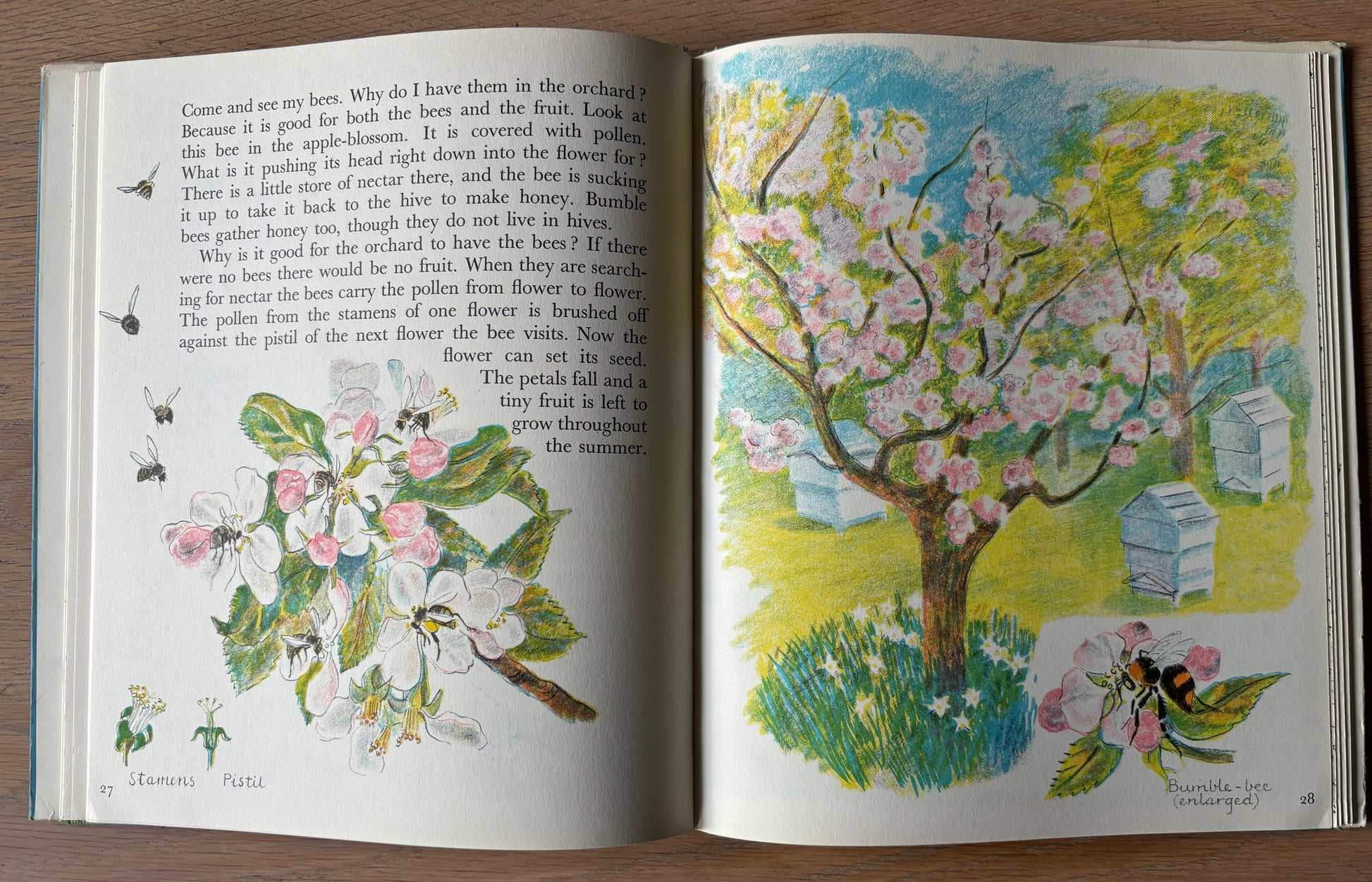 Trekkie Ritchie Parsons LIVING THINGS Chatto & Windus NATURE BOOK ILLUS - transpontinebooks