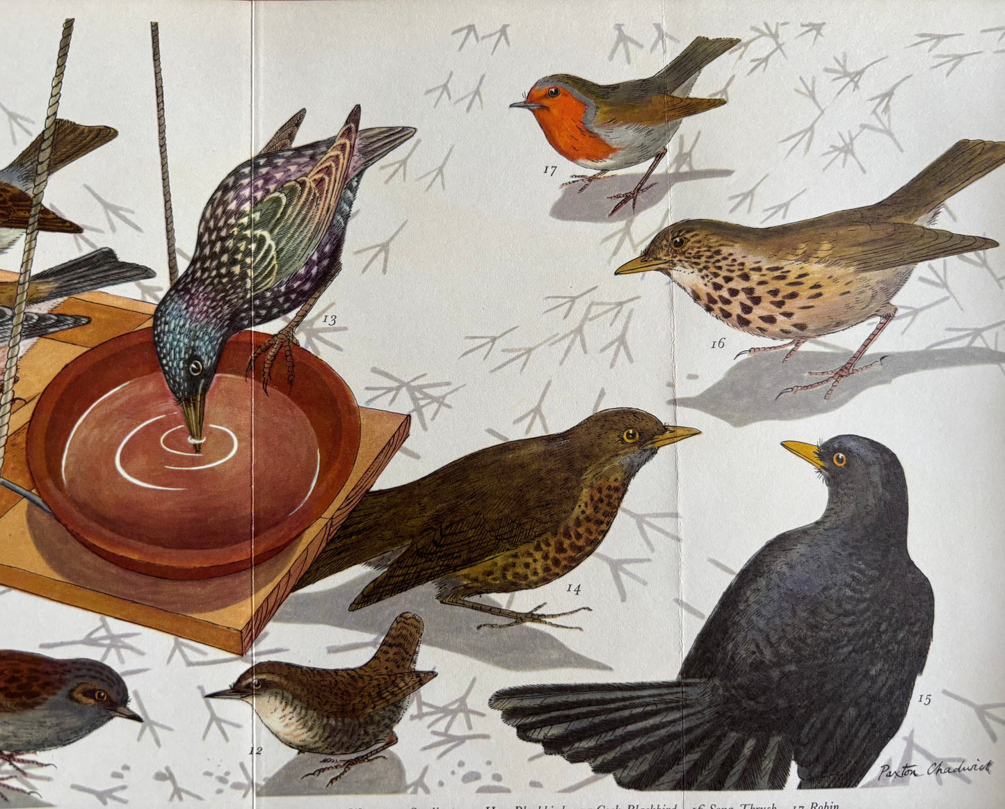 NATURESCOPE BOOK Trees Birds Butterflies PAXTON CHADWICK 1st Ed 1960 Cassell
