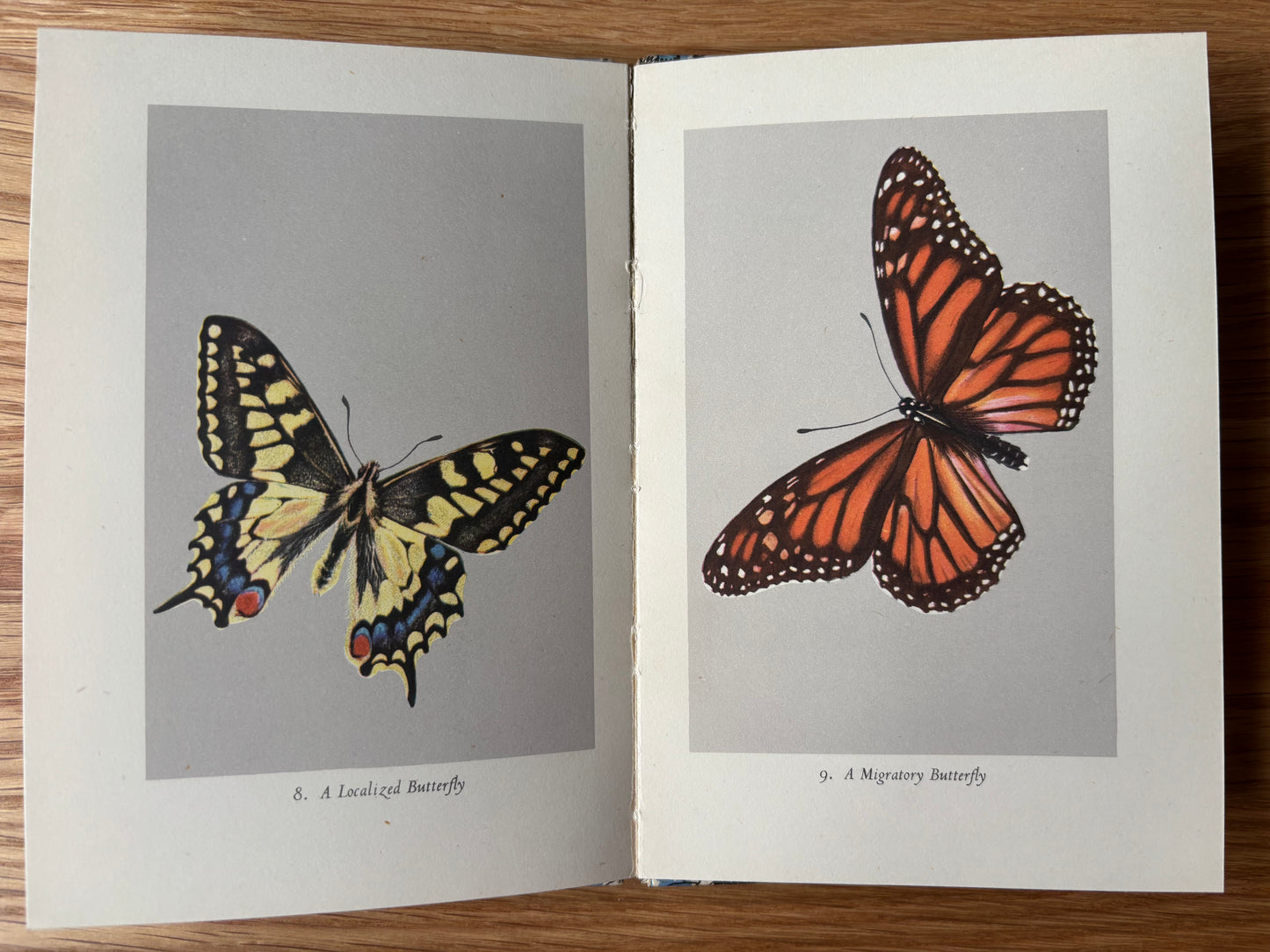 Paxton Chadwick BRITISH BUTTERFLIES King Penguin Book E B Ford 1951 ILLUSTRATED