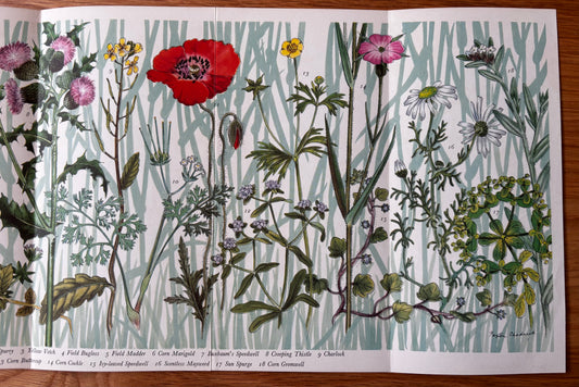 PANTOSCOPE BOOK Flowers Of The Cornfields PAXTON CHADWICK 1st Ed 1960 Cassell