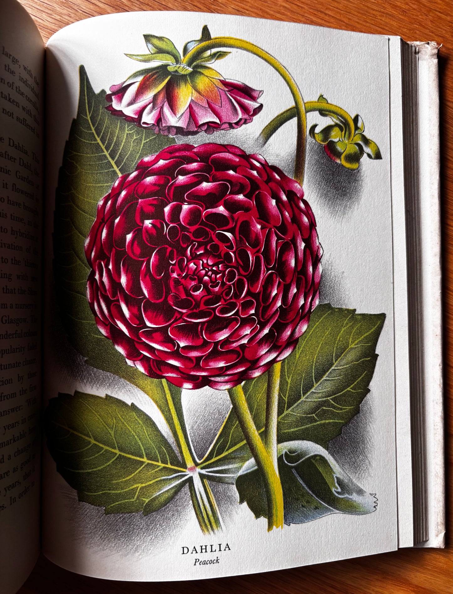 OLD FASHIONED FLOWERS 1948 DJ Sacheverell SItwell John Farleigh Illustrated