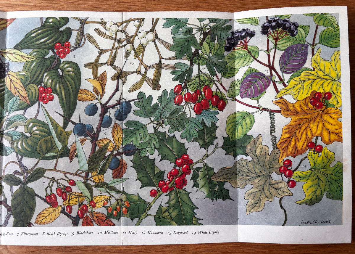 PANTOSCOPE BOOK Berries PAXTON CHADWICK 1st Ed 1960 Flower Fruit Cassell