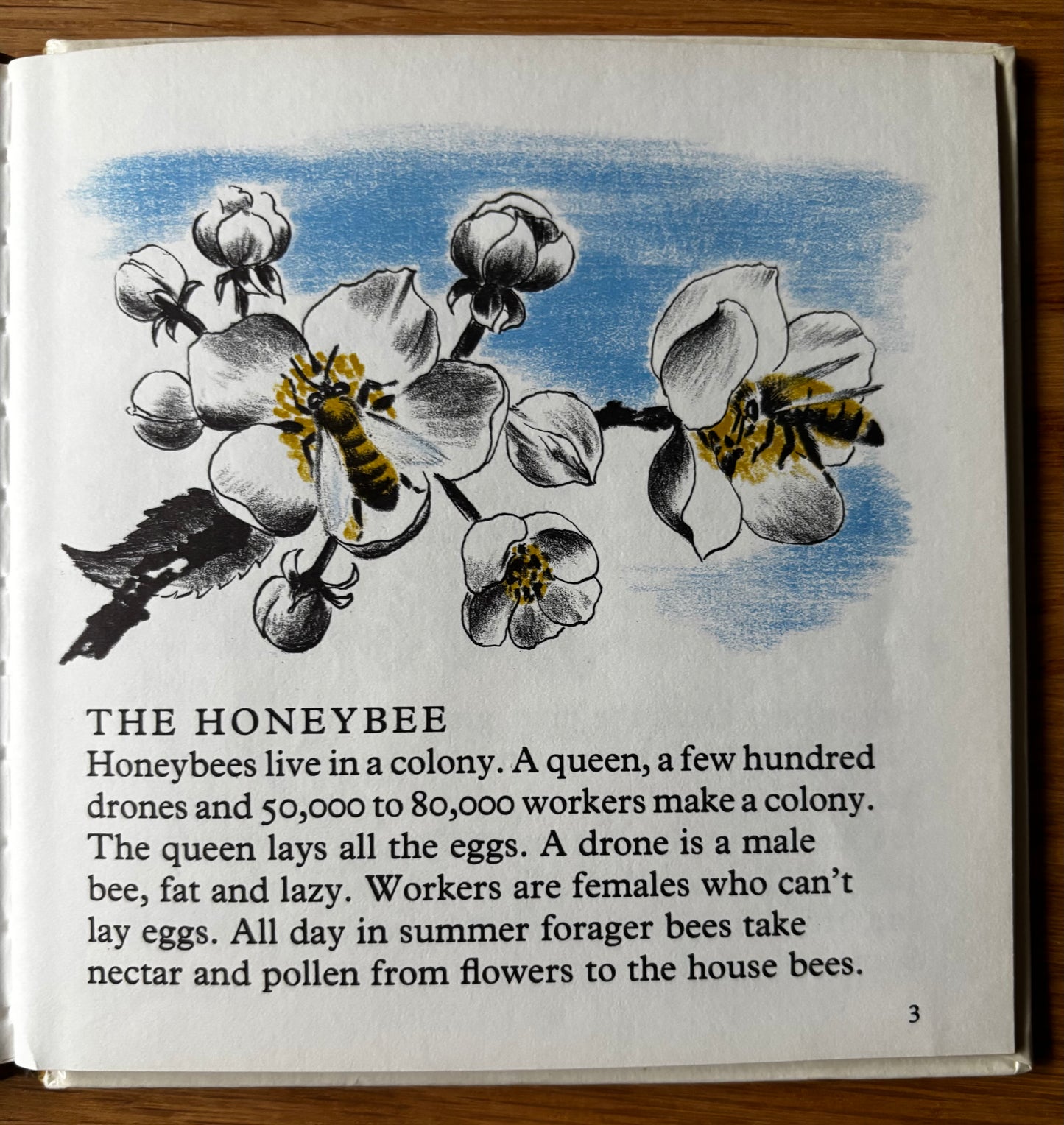 Phyllis Ladyman HONEYBEE AND GARDEN ANT Stand & Stare Book 27 BEES 1971 Illus