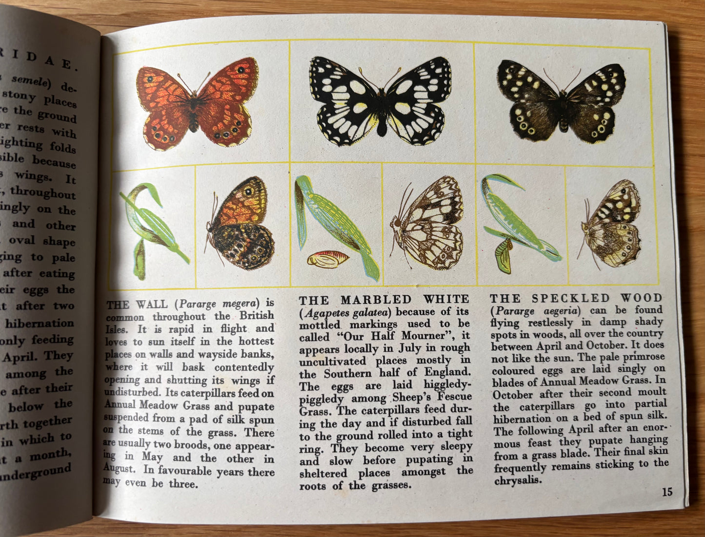 Richard Chopping BUTTERFLIES IN BRITAIN HB Puffin Picture Book ILLUSTRATED NATURE