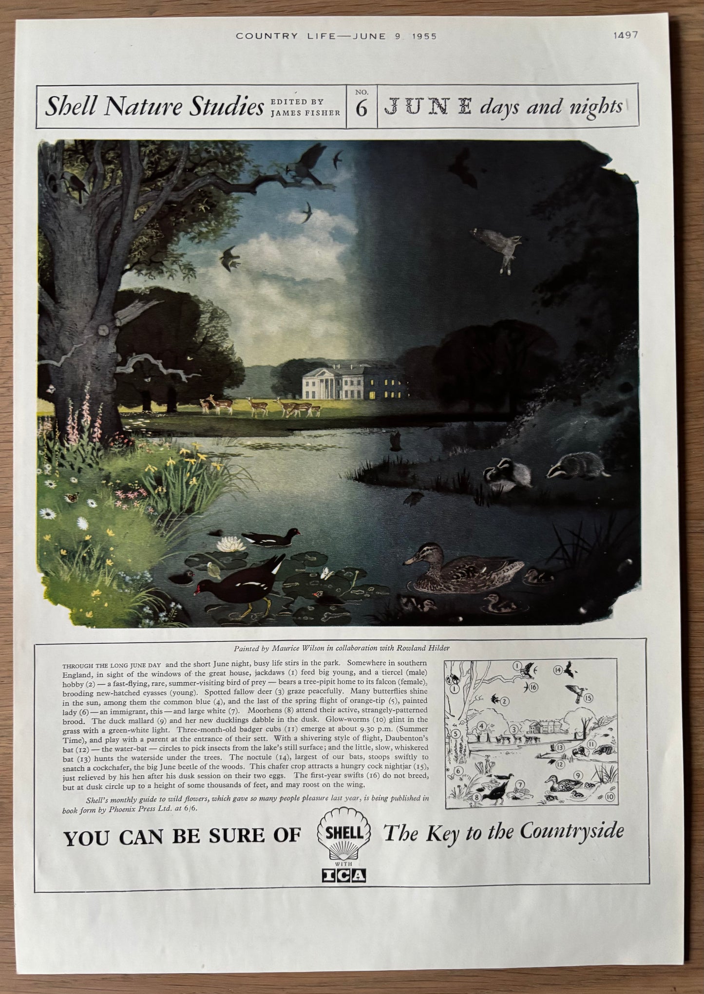 1950’s Maurice WIlson SHELL NATURE STUDIES June 1955 ADVERT Rowland Hilder