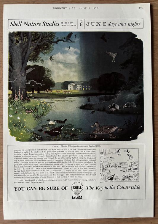 1950’s Maurice WIlson SHELL NATURE STUDIES June 1955 ADVERT Rowland Hilder