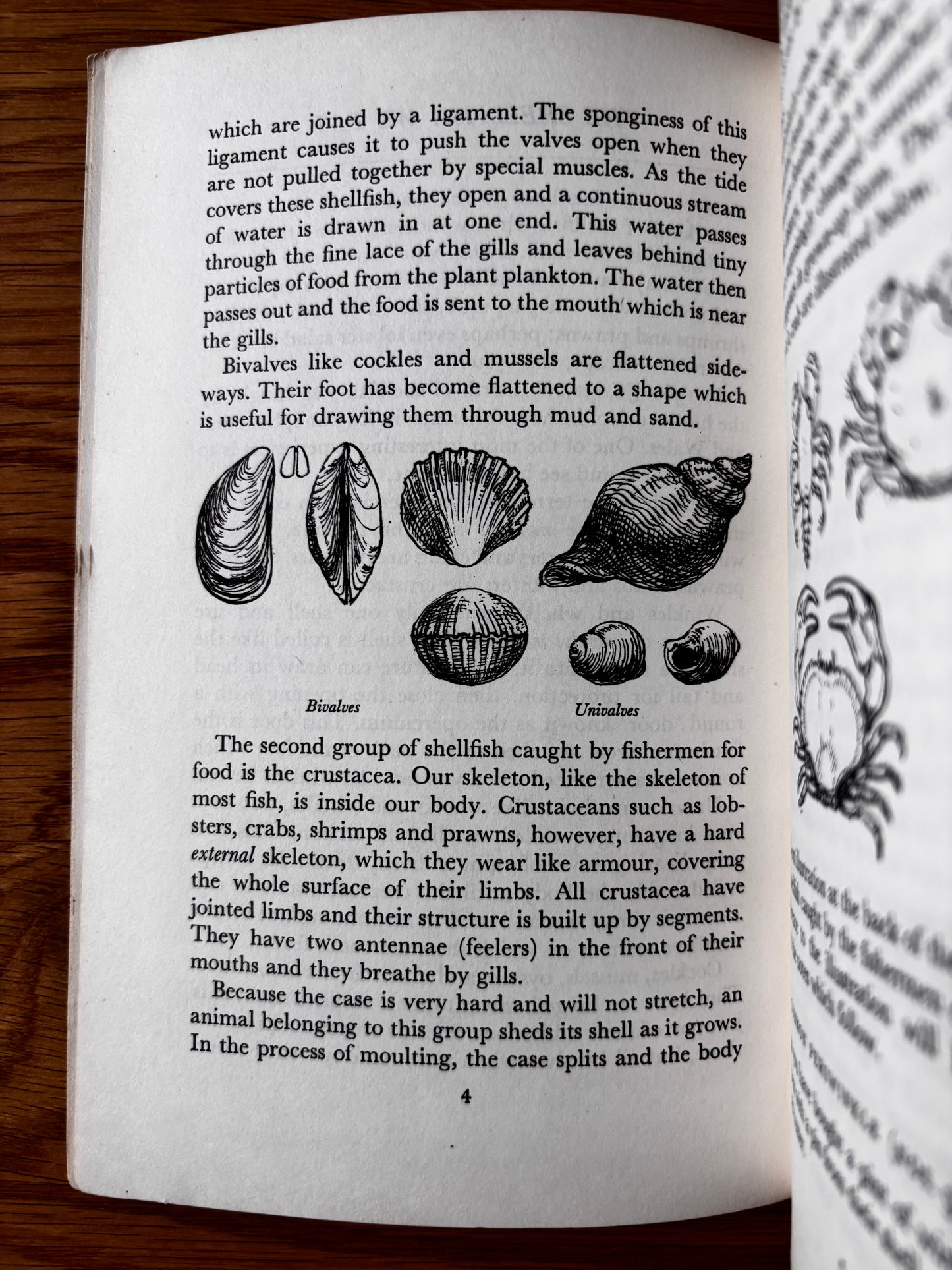 PANTOSCOPE BOOK The Shellfish We Eat DOROTHY HARTLEY 1st Ed 1961 Cassell