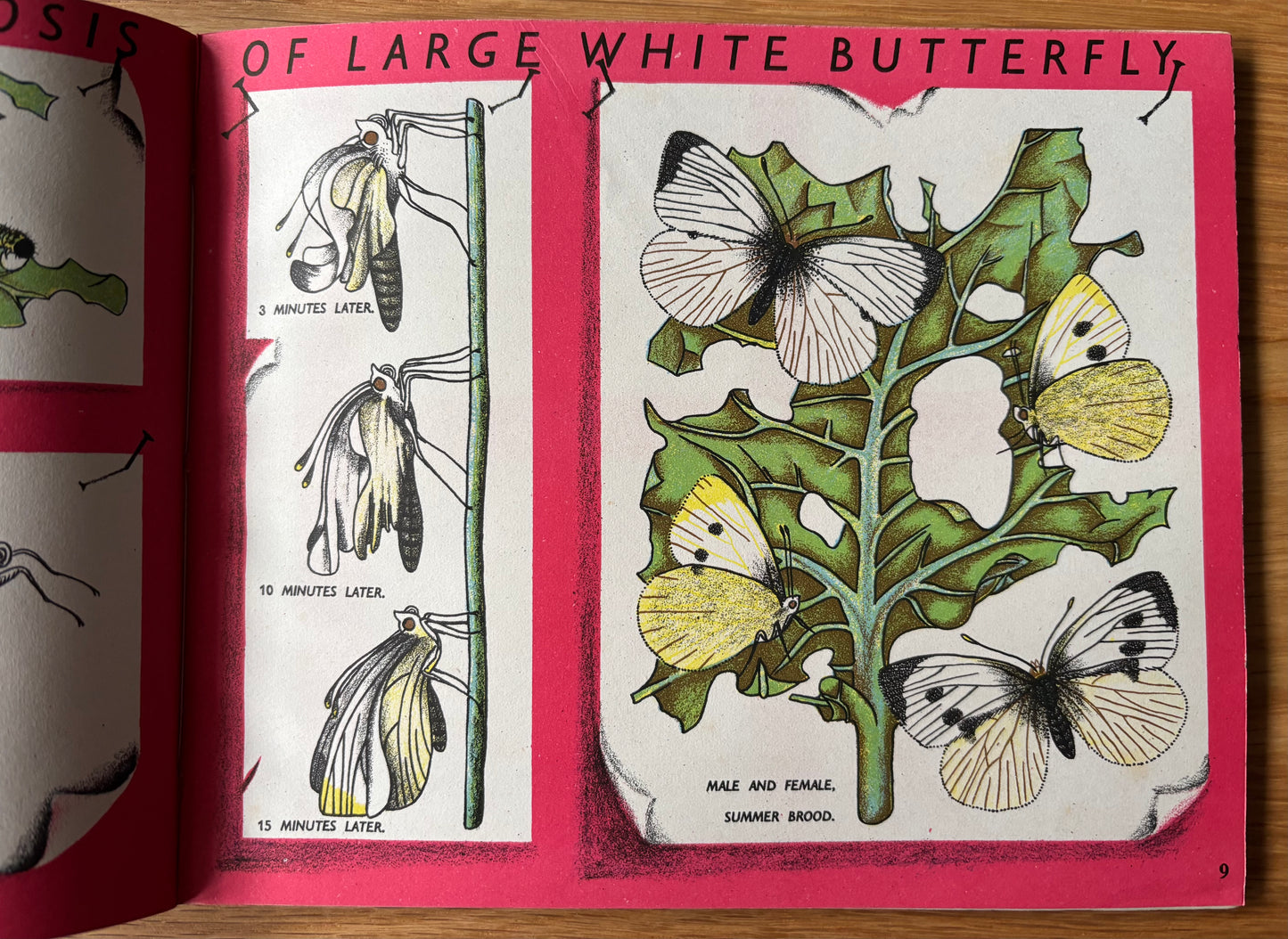 Richard Chopping BUTTERFLIES IN BRITAIN HB Puffin Picture Book ILLUSTRATED NATURE