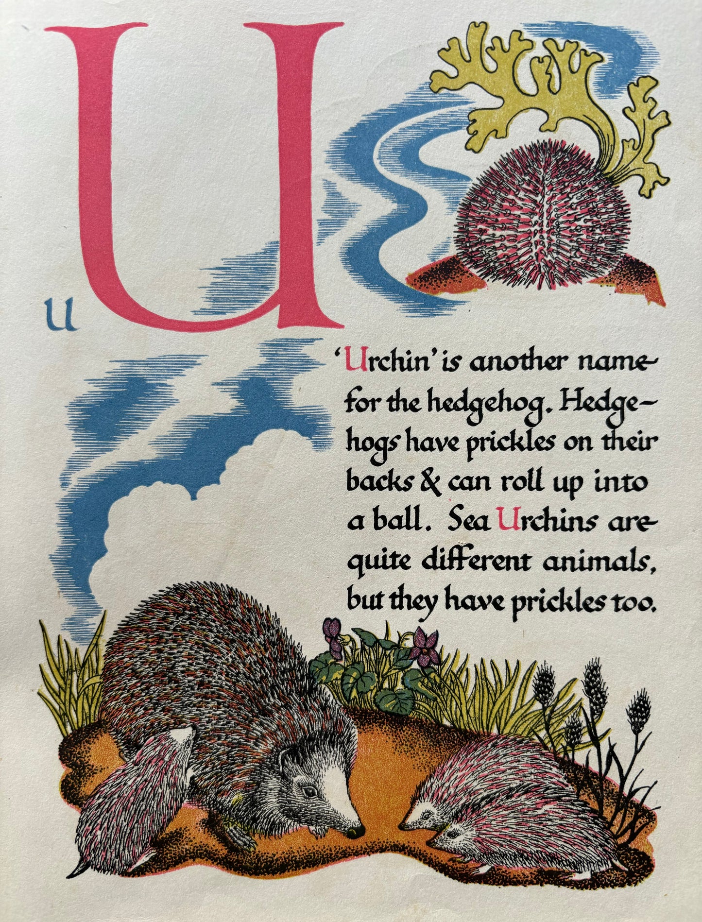 Eileen Mayo NATURE’S ABC 1940’s Illustrated Universal Text Books - transpontinebooks