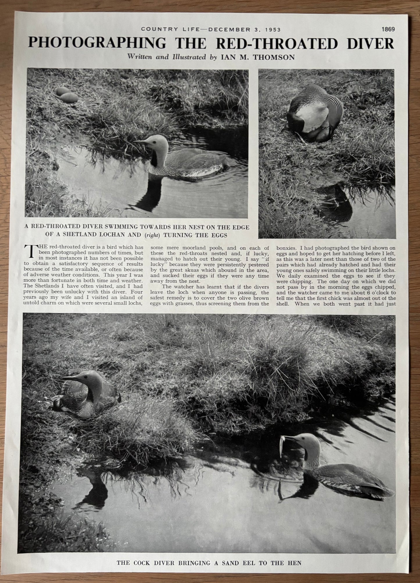 1950's Rowland Hilder CALENDAR OF WILD FLOWERS ADVERT Original Ad 1953 Edith