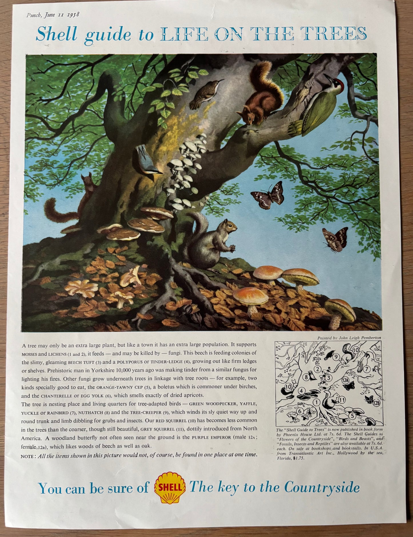 Leigh Pemberton LIFE ON THE TREES SHELL GUIDE Advert TO COUNTRYSIDE 1950's