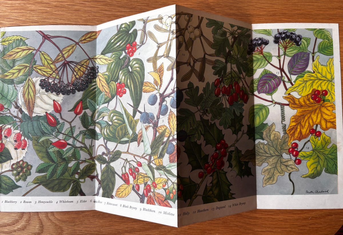 PANTOSCOPE BOOK Berries PAXTON CHADWICK 1st Ed 1960 Flower Fruit Cassell