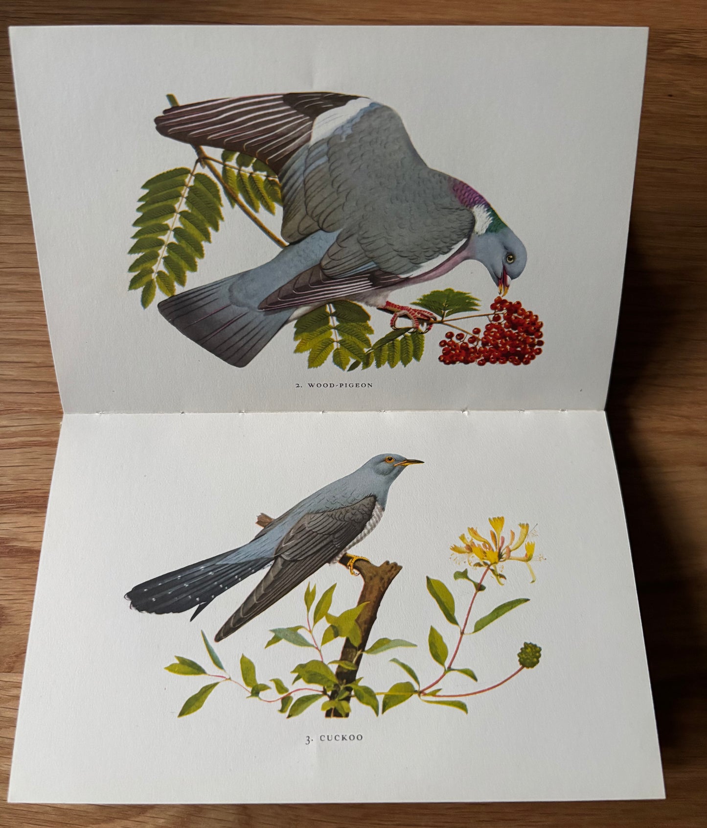 Peter Shepheard WOODLAND BIRDS King Penguin Book DJ 1955 Phyllis Barclay Smith
