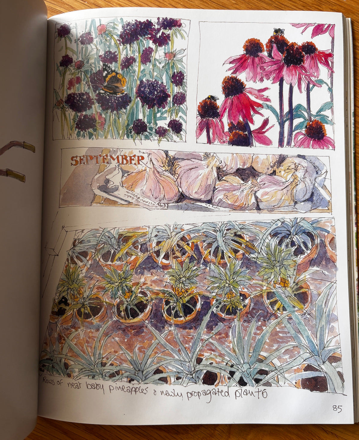 Sue Lewington HELIGAN HARVEST 2003 PB Illustrated CORNWALL ART