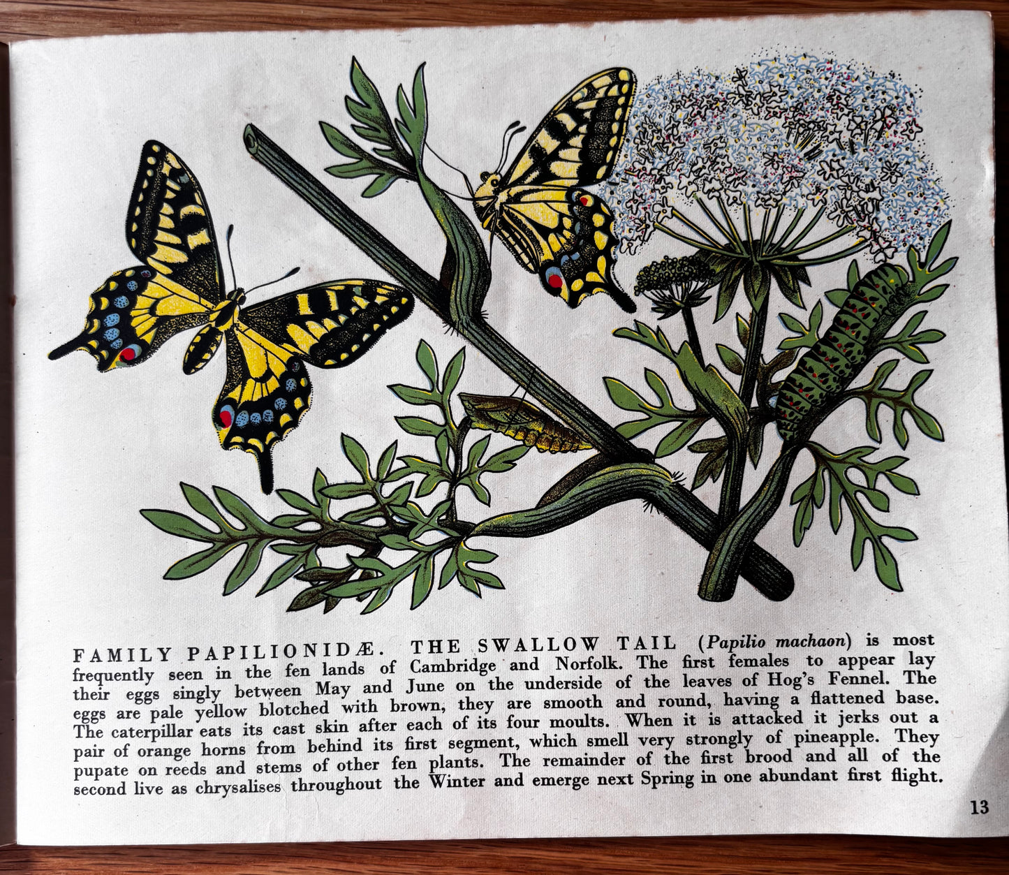 Richard Chopping BUTTERFLIES IN BRITAIN Puffin Picture Book ILLUSTRATED NATURE
