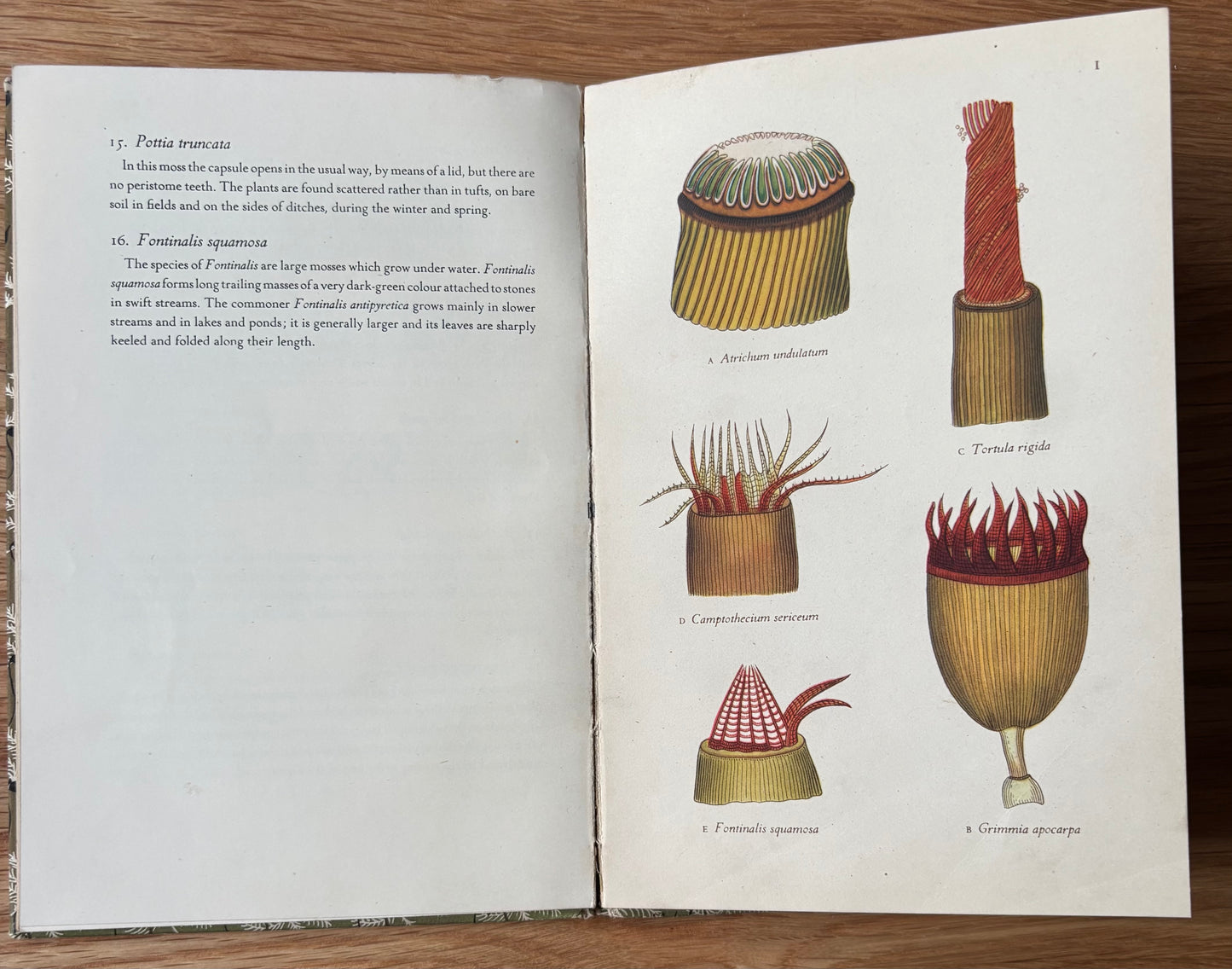 Paxton Chadwick MOSSES King Penguin Book Paul Richards 1950 DJ ILLUSTRATED