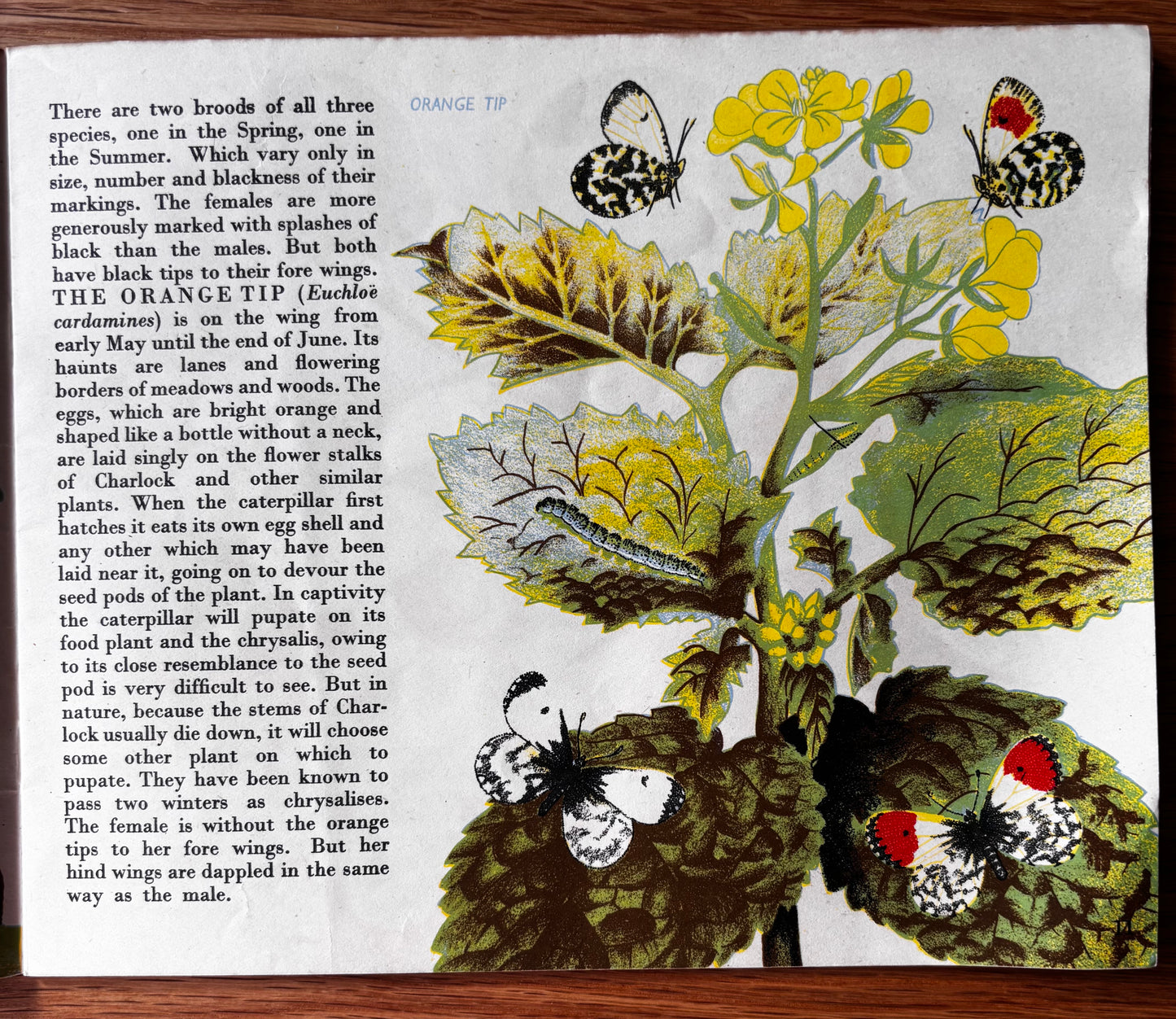 Richard Chopping BUTTERFLIES IN BRITAIN Puffin Picture Book ILLUSTRATED NATURE