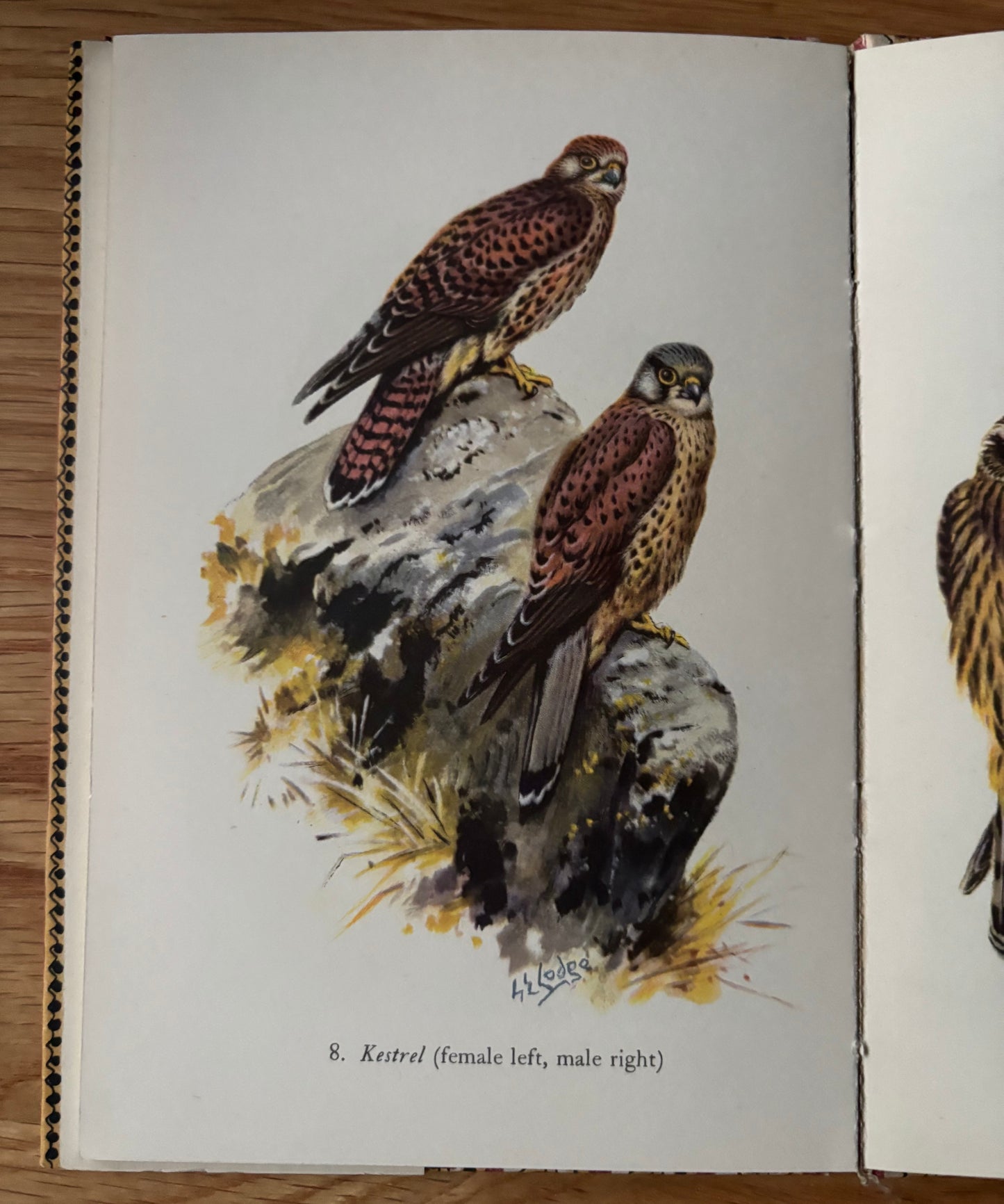 MOUNTAIN BIRDS King Penguin Book DJ 1952 G E Lodge Plates