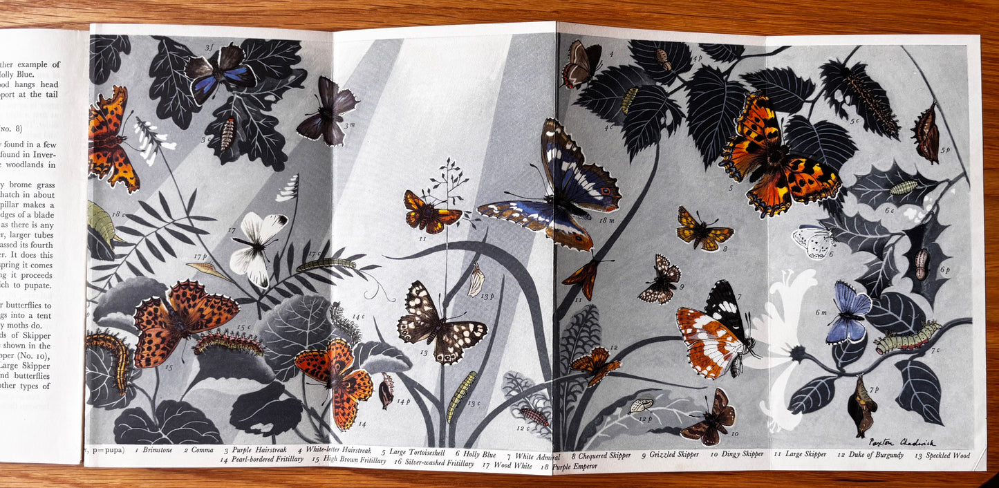 PANTOSCOPE BOOK Woodland Butterflies PAXTON CHADWICK 1st Ed 1959 Cassell