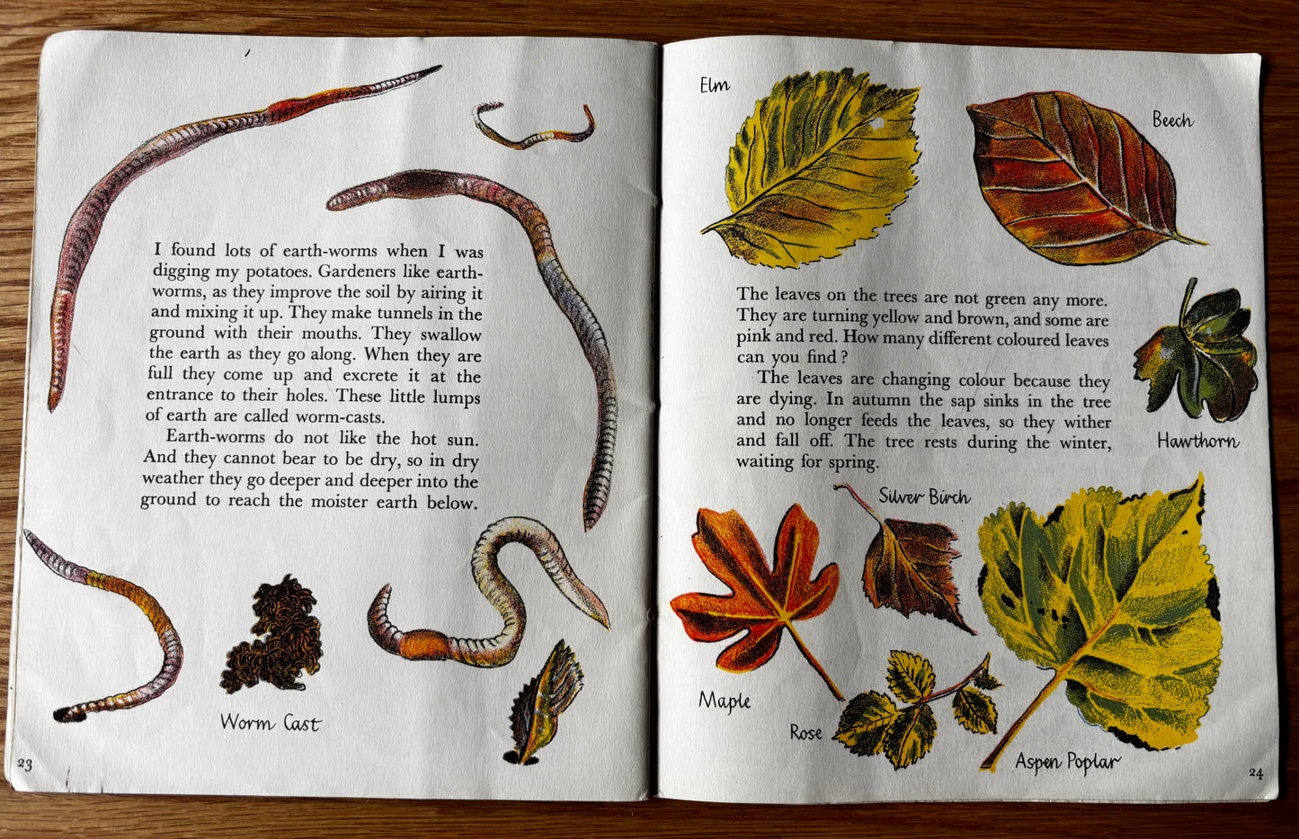 Trekkie Ritchie Parsons COME AND SEE IN AUTUMN Chatto & Windus NATURE BOOK Open Your Eyes