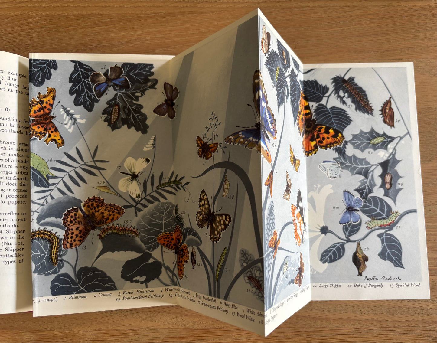 NATURESCOPE BOOK Trees Birds Butterflies PAXTON CHADWICK 1st Ed 1960 Cassell